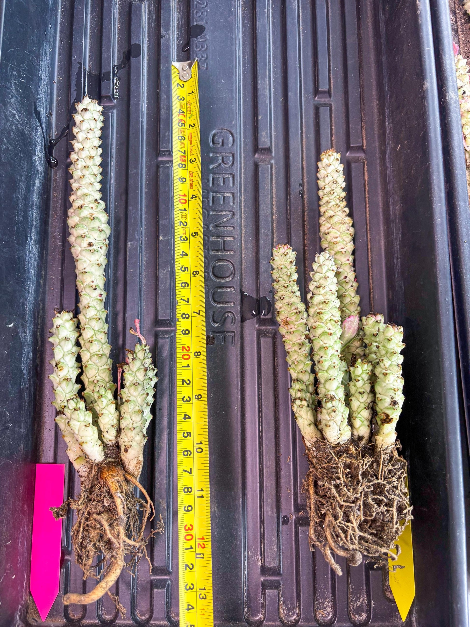 Variegated Euphorb Heteropodum Cluster (yellow) | Rare Plant