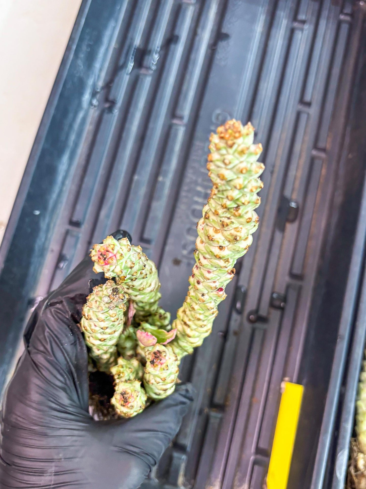 Variegated Euphorb Heteropodum Cluster (yellow) | Rare Plant