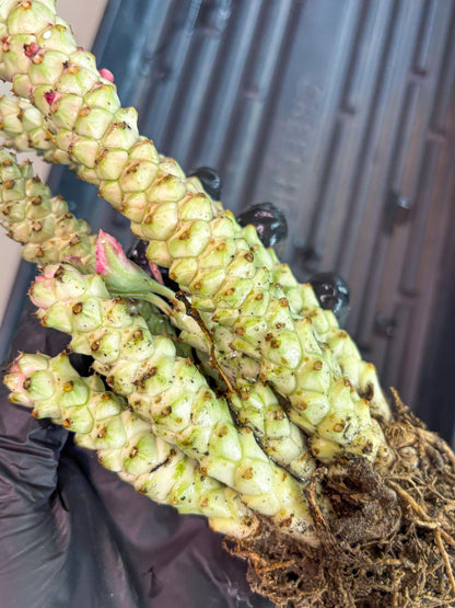 Variegated Euphorb Heteropodum Cluster (yellow) | Rare Plant