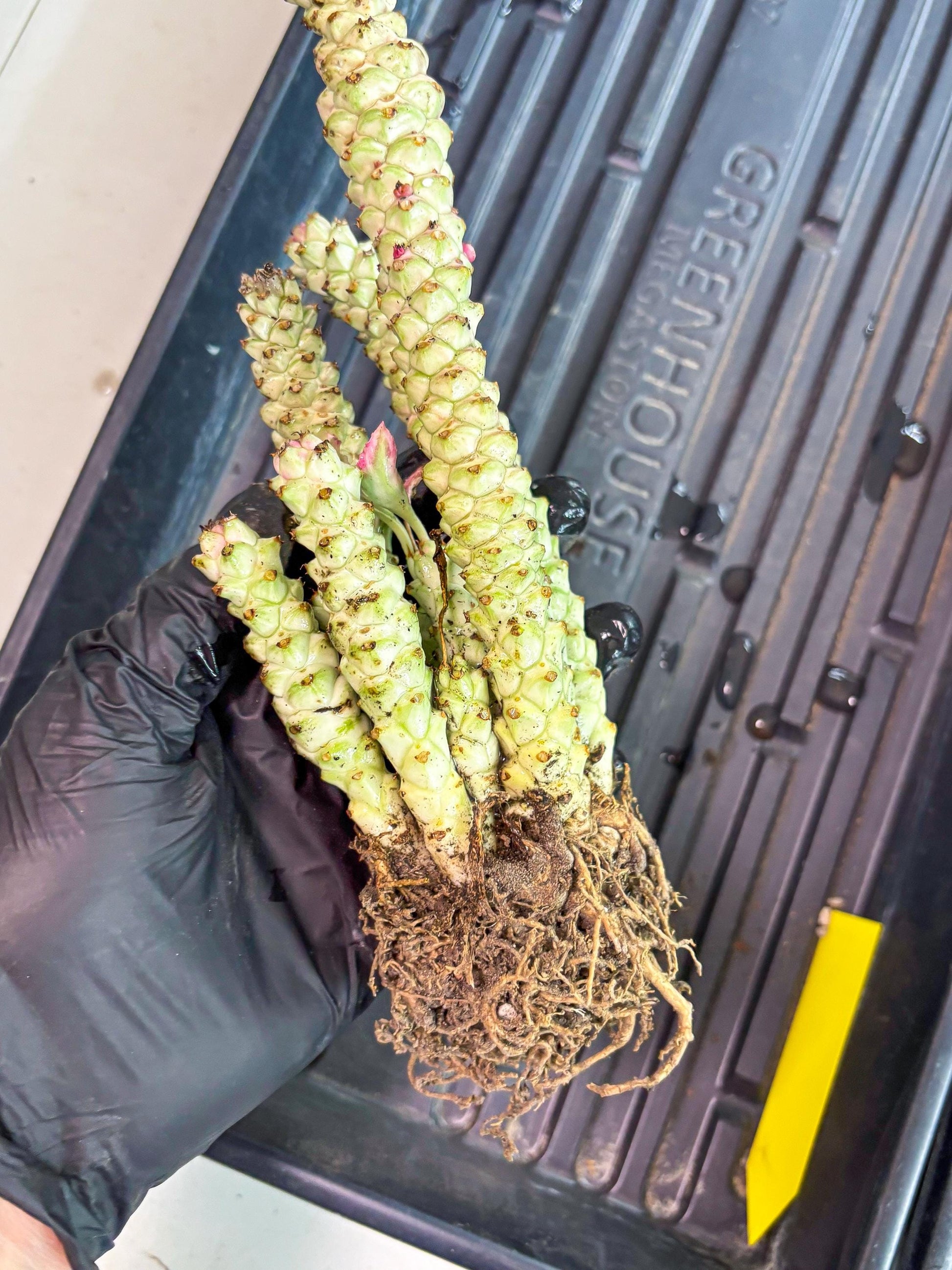 Variegated Euphorb Heteropodum Cluster (yellow) | Rare Plant