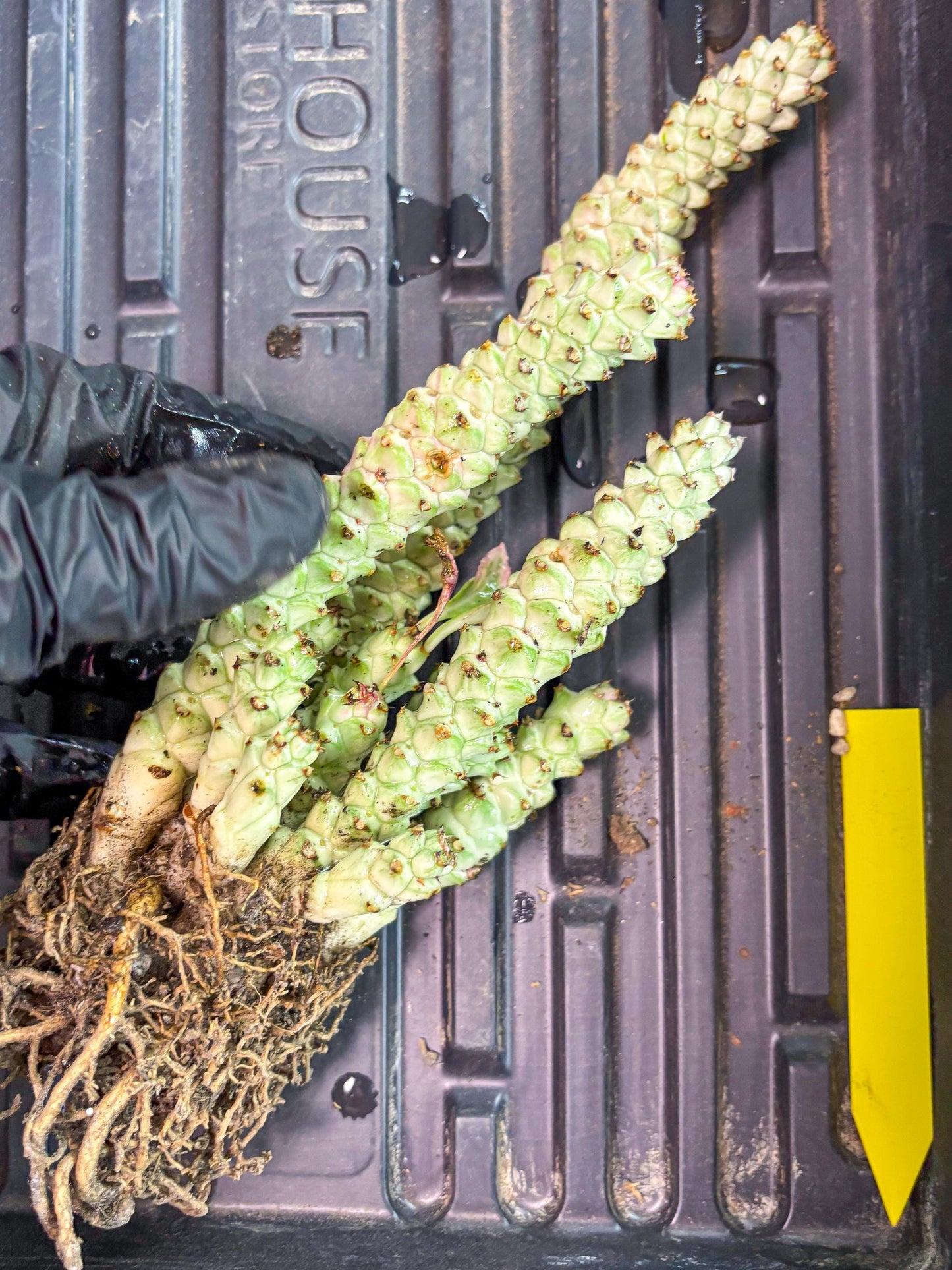 Variegated Euphorb Heteropodum Cluster (yellow) | Rare Plant