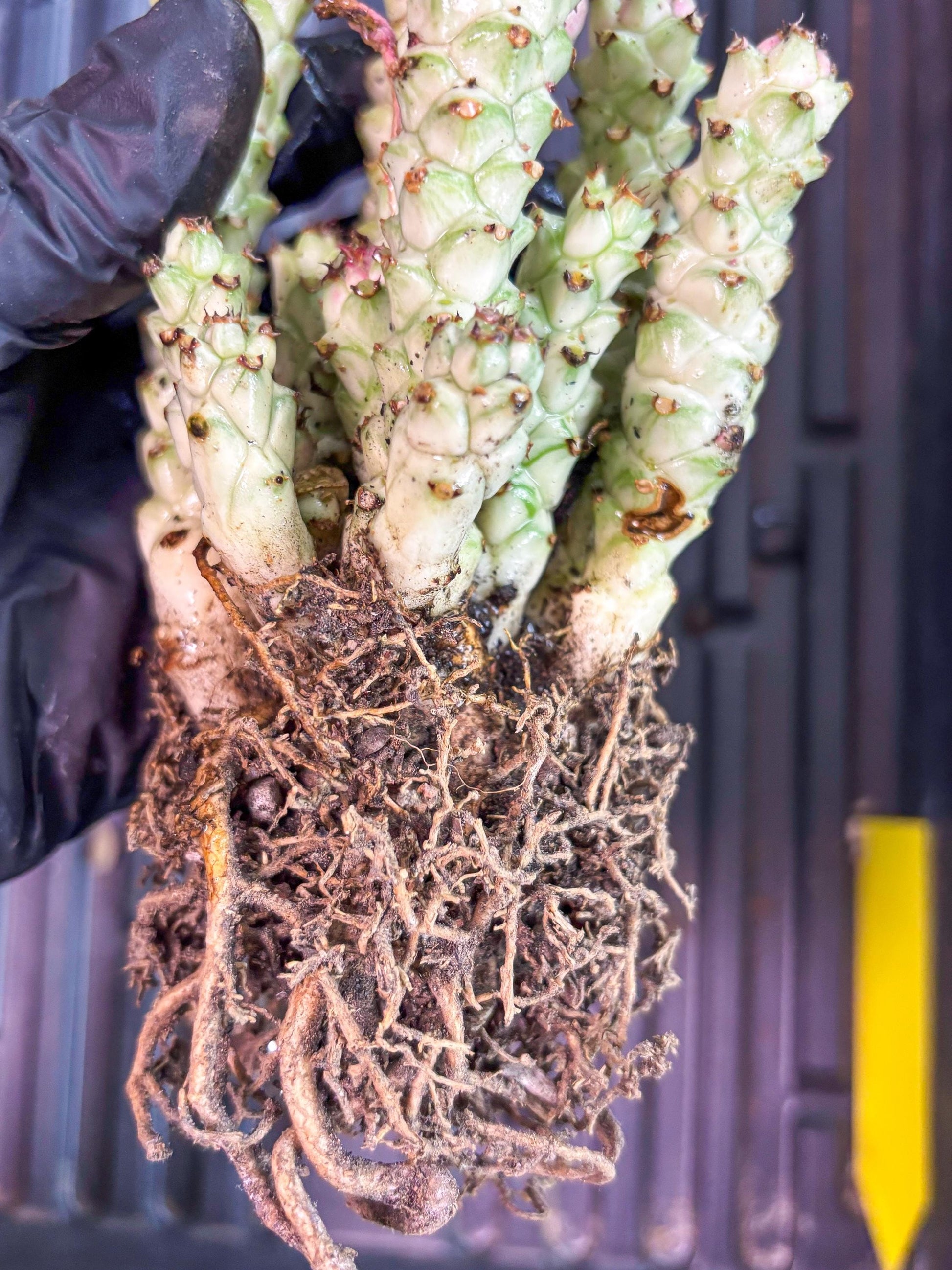 Variegated Euphorb Heteropodum Cluster (yellow) | Rare Plant