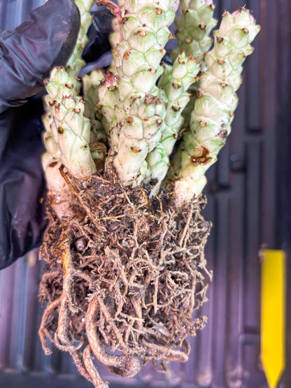 Variegated Euphorb Heteropodum Cluster (yellow) | Rare Plant