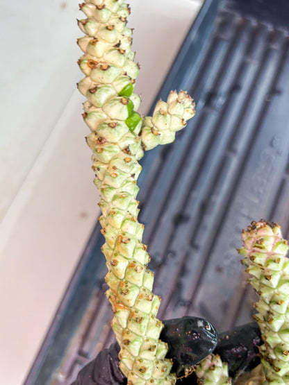 Variegated Euphorb Heteropodum Cluster (blue) | Rare Plant