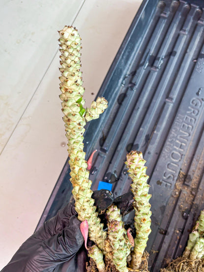 Variegated Euphorb Heteropodum Cluster (blue) | Rare Plant