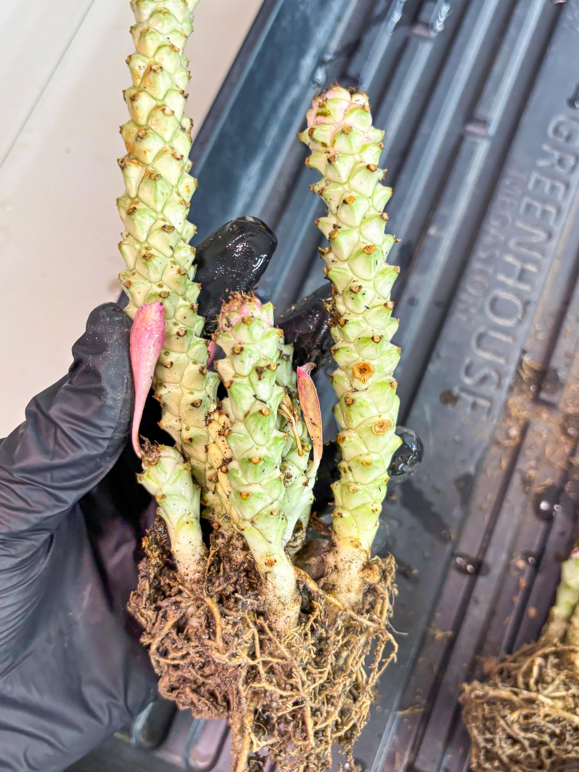 Variegated Euphorb Heteropodum Cluster (blue) | Rare Plant