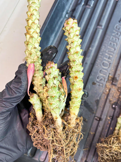Variegated Euphorb Heteropodum Cluster (blue) | Rare Plant