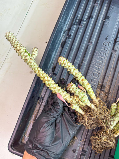Variegated Euphorb Heteropodum Cluster (blue) | Rare Plant