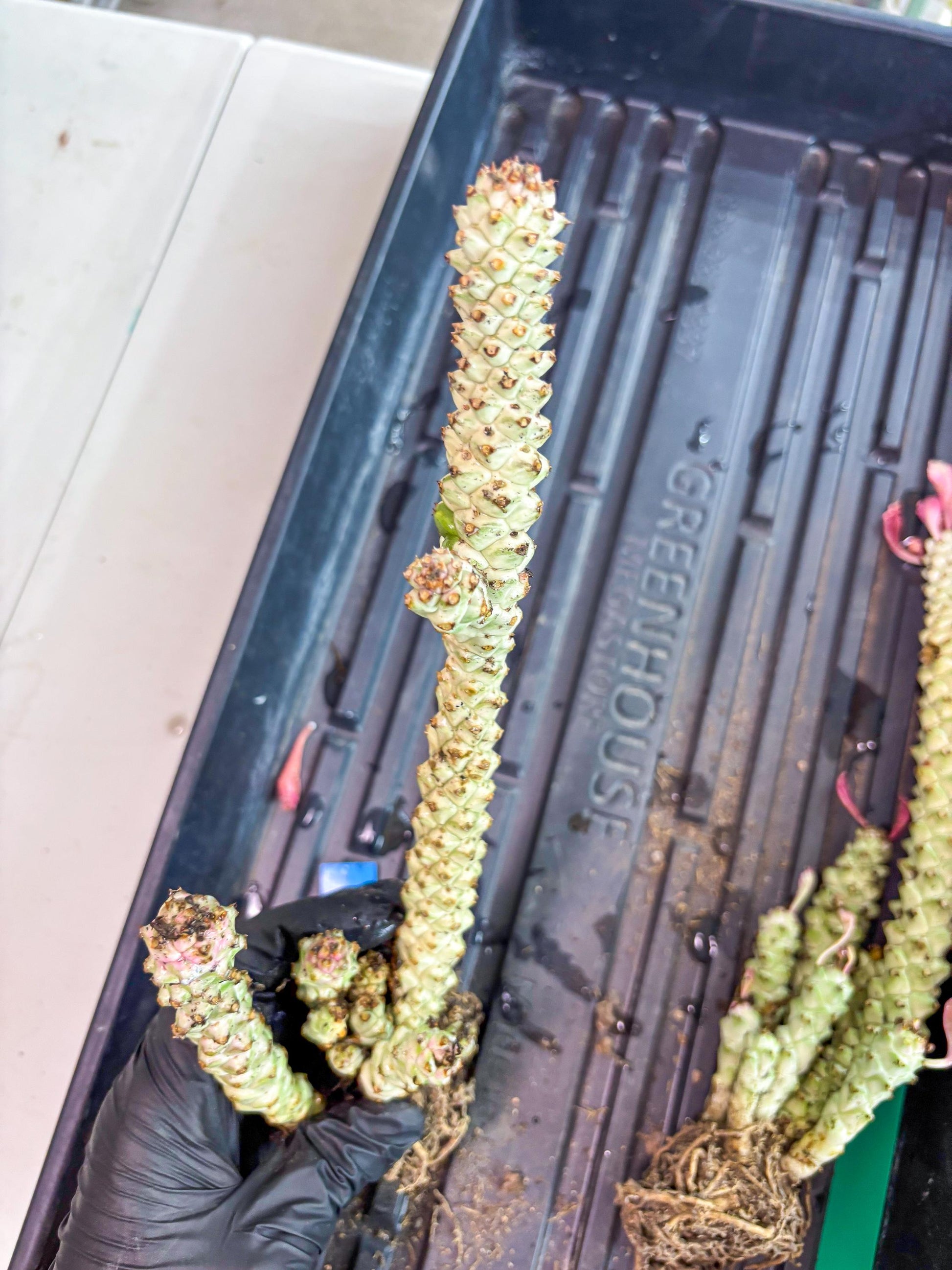 Variegated Euphorb Heteropodum Cluster (blue) | Rare Plant