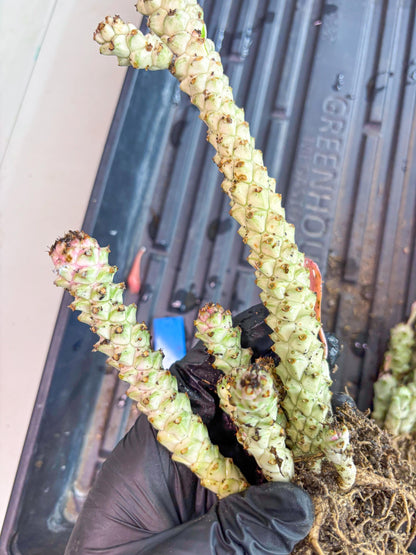 Variegated Euphorb Heteropodum Cluster (blue) | Rare Plant