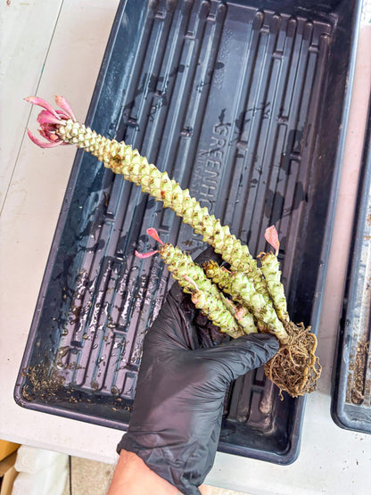 Variegated Euphorb Heteropodum Cluster (Green) | Rare Plant