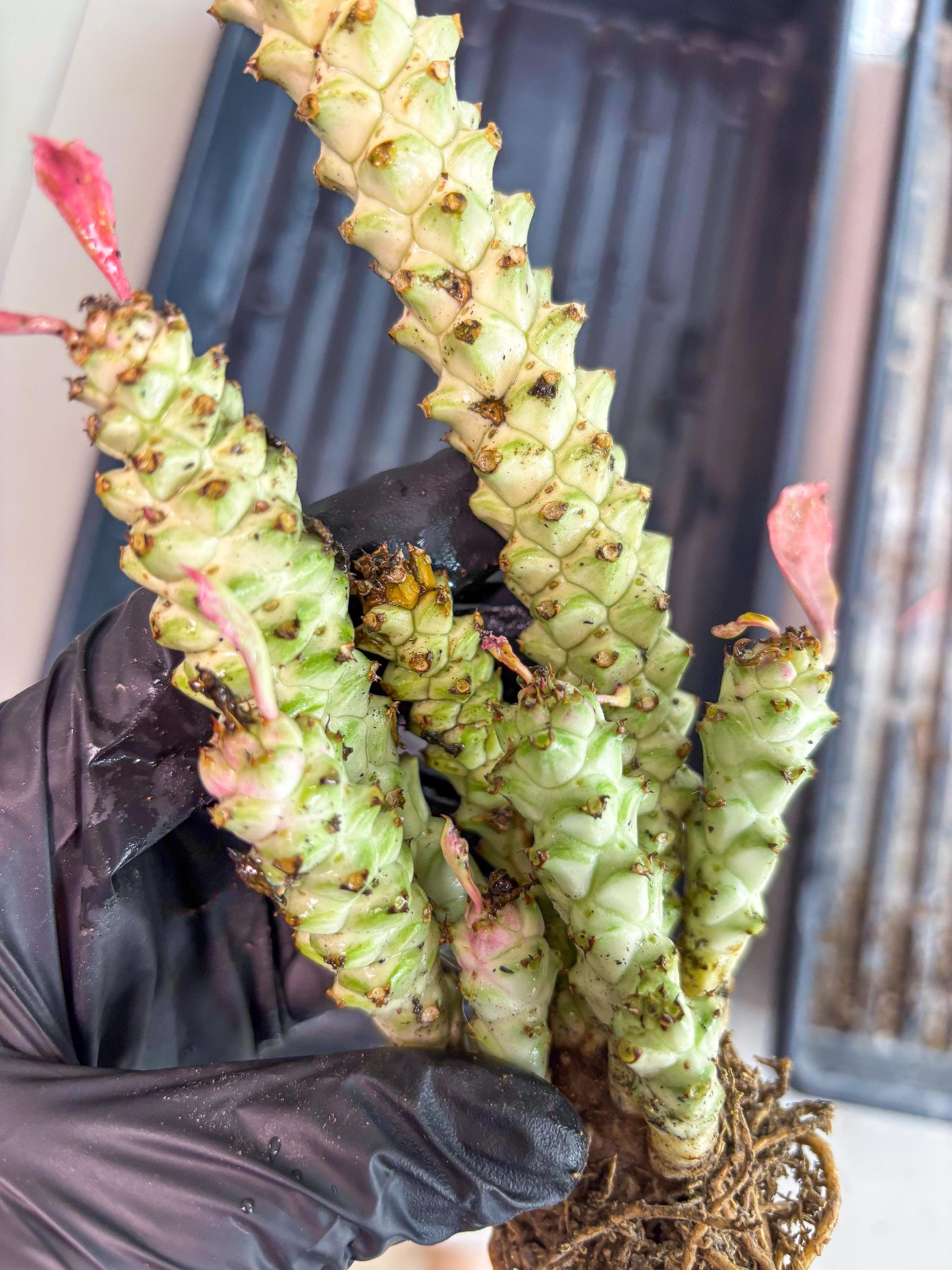 Variegated Euphorb Heteropodum Cluster (Green) | Rare Plant