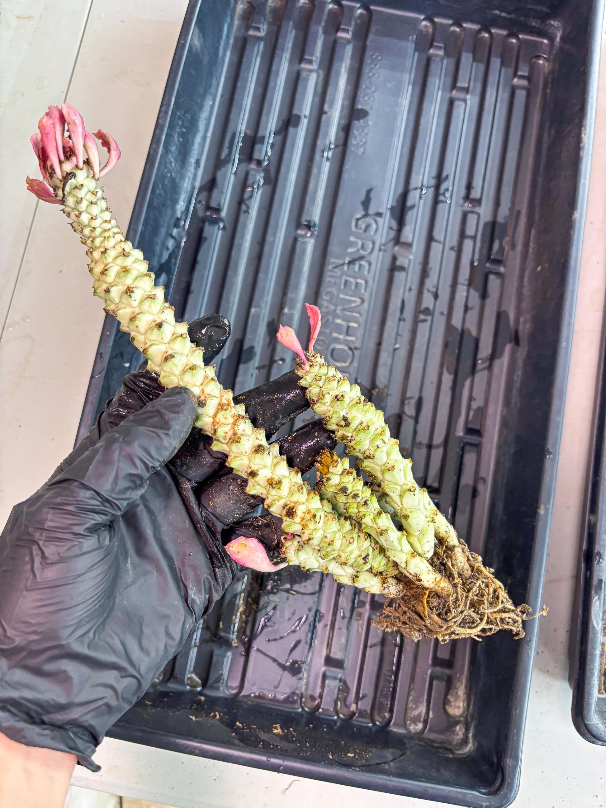 Variegated Euphorb Heteropodum Cluster (Green) | Rare Plant