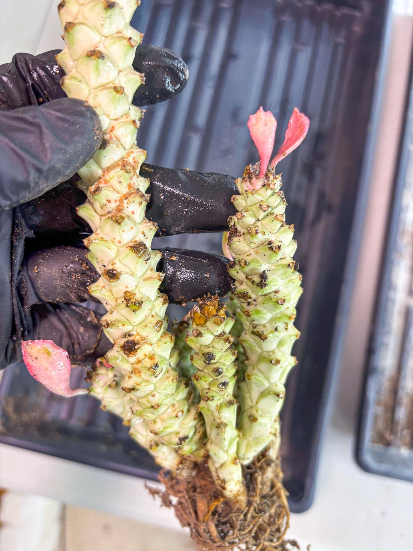 Variegated Euphorb Heteropodum Cluster (Green) | Rare Plant