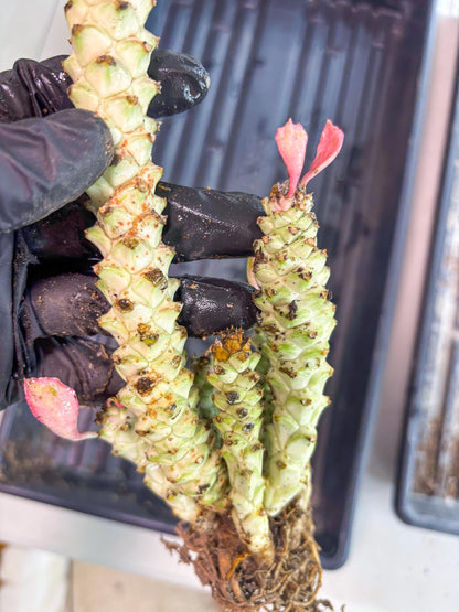 Variegated Euphorb Heteropodum Cluster (Green) | Rare Plant