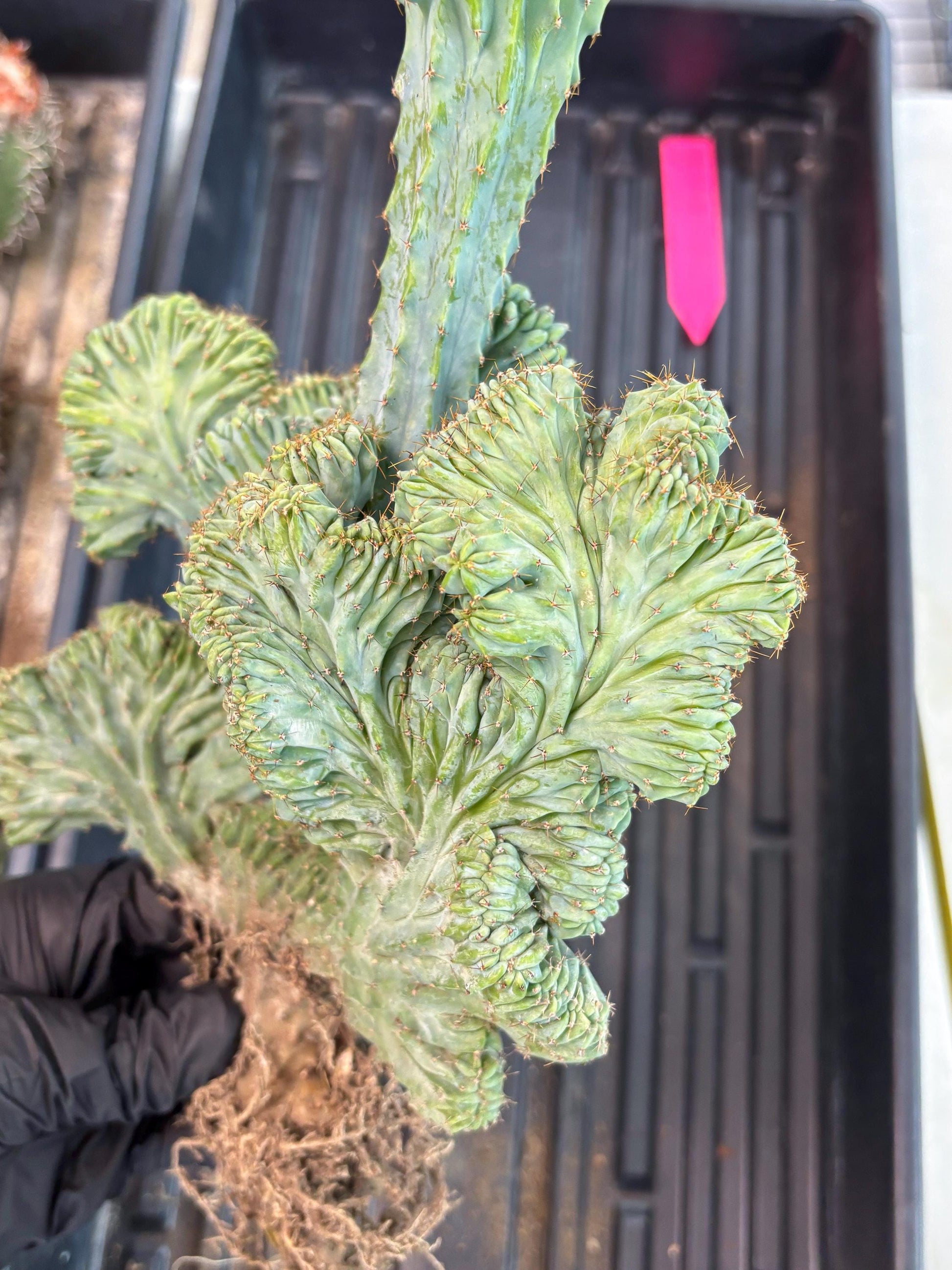 Polaskia Chichipe Cristata Hort (p) | Rare Find