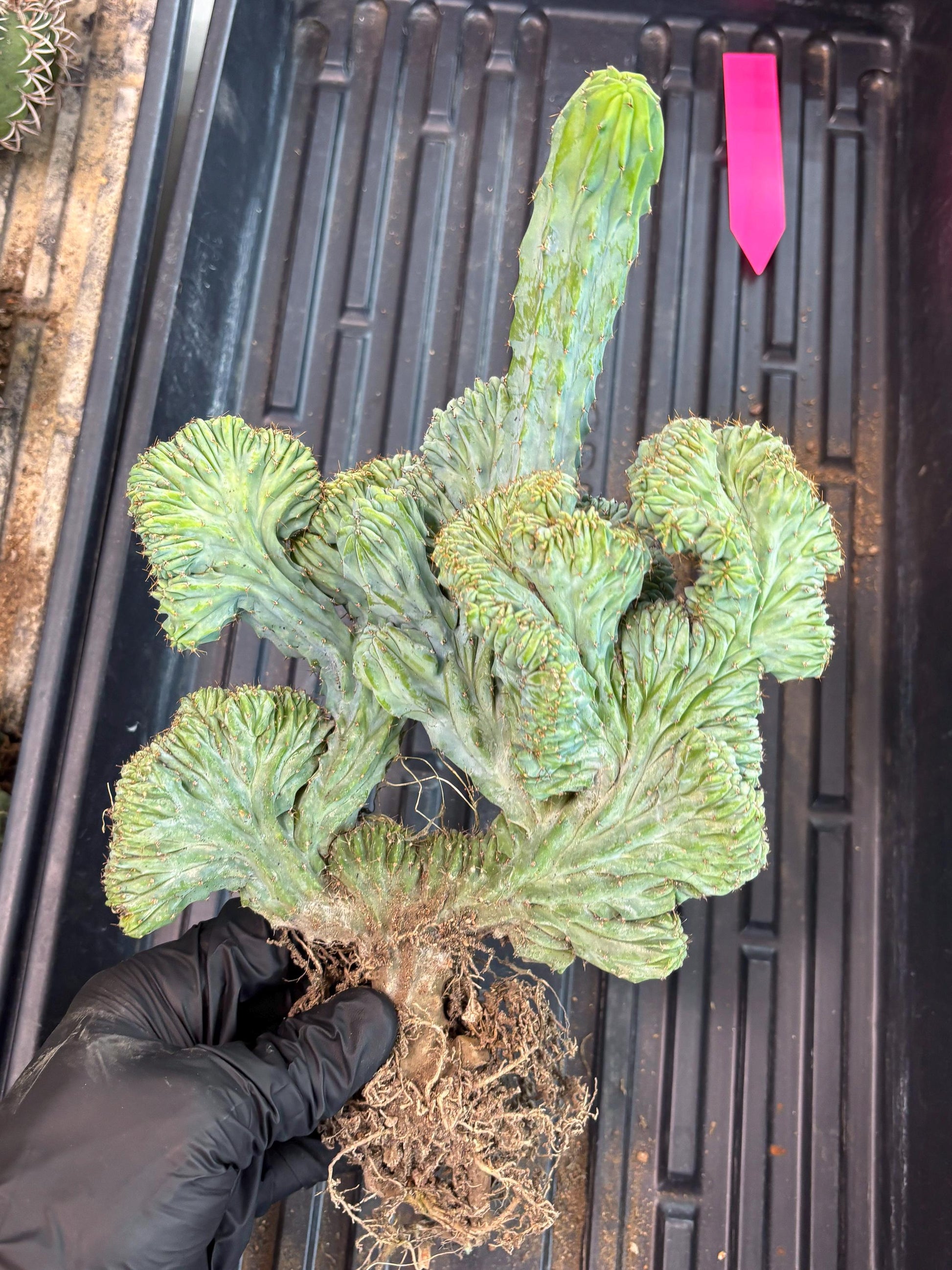 Polaskia Chichipe Cristata Hort (p) | Rare Find