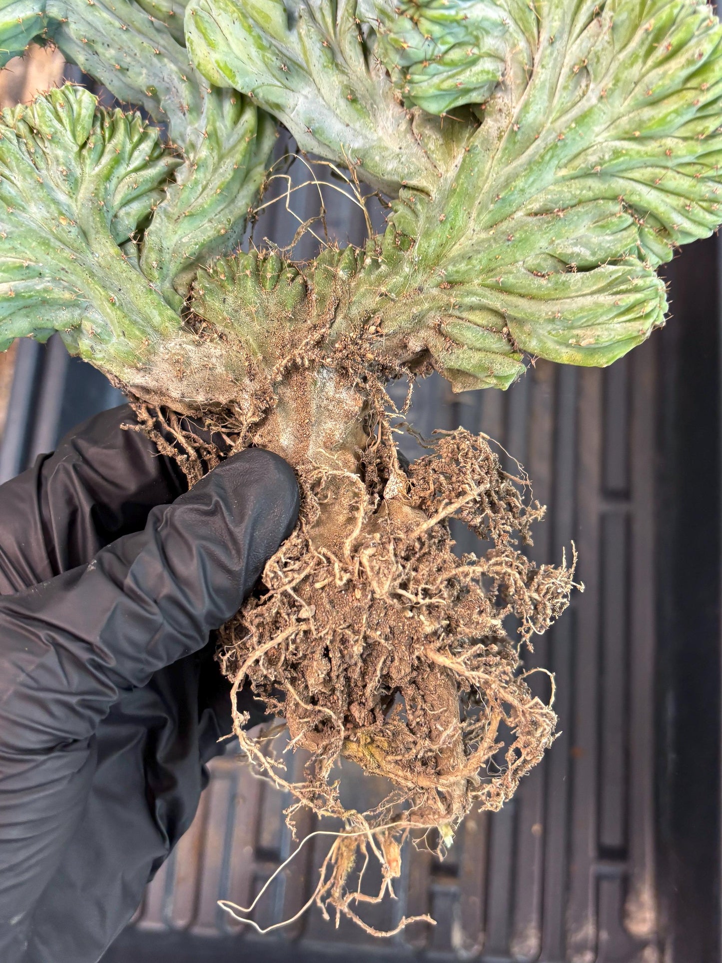 Polaskia Chichipe Cristata Hort (p) | Rare Find