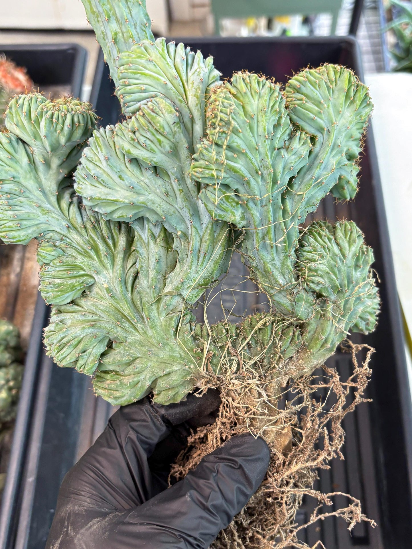 Polaskia Chichipe Cristata Hort (p) | Rare Find