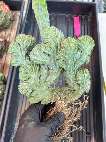 Polaskia Chichipe Cristata Hort (p) | Rare Find