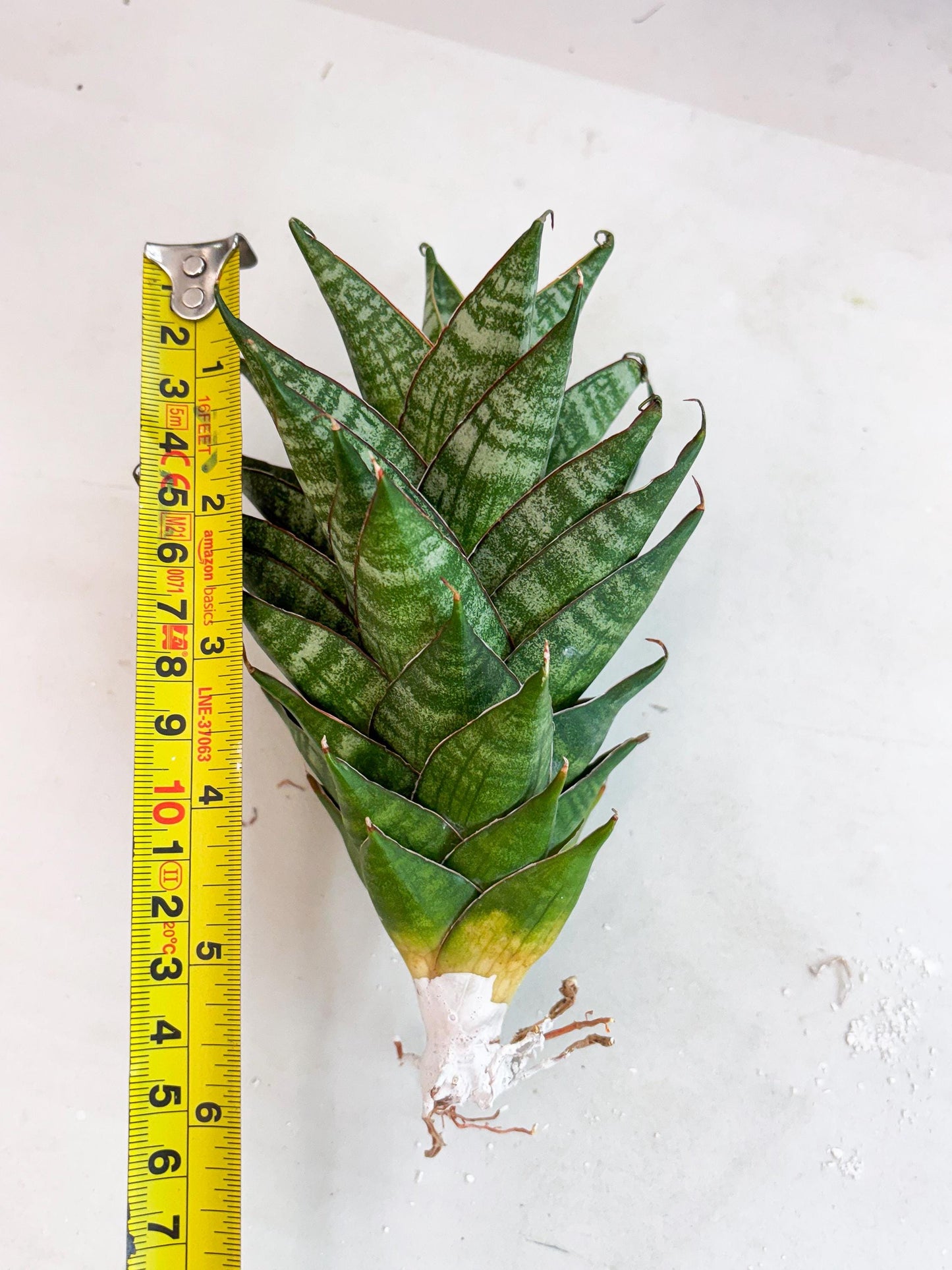 Sansevieria Dragon Scale (su4) (2) | Rare Imported House Plants