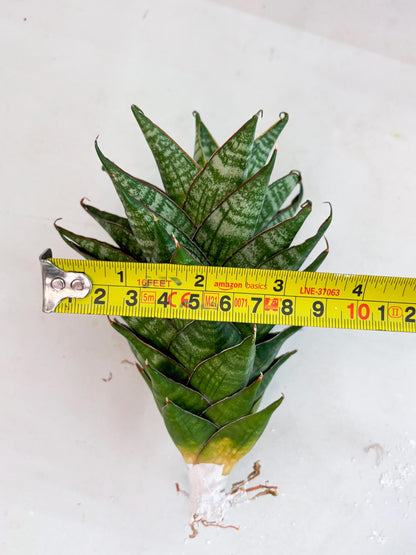 Sansevieria Dragon Scale (su4) (2) | Rare Imported House Plants