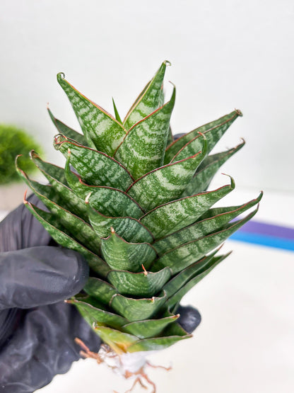 Sansevieria Dragon Scale (su4) (2) | Rare Imported House Plants