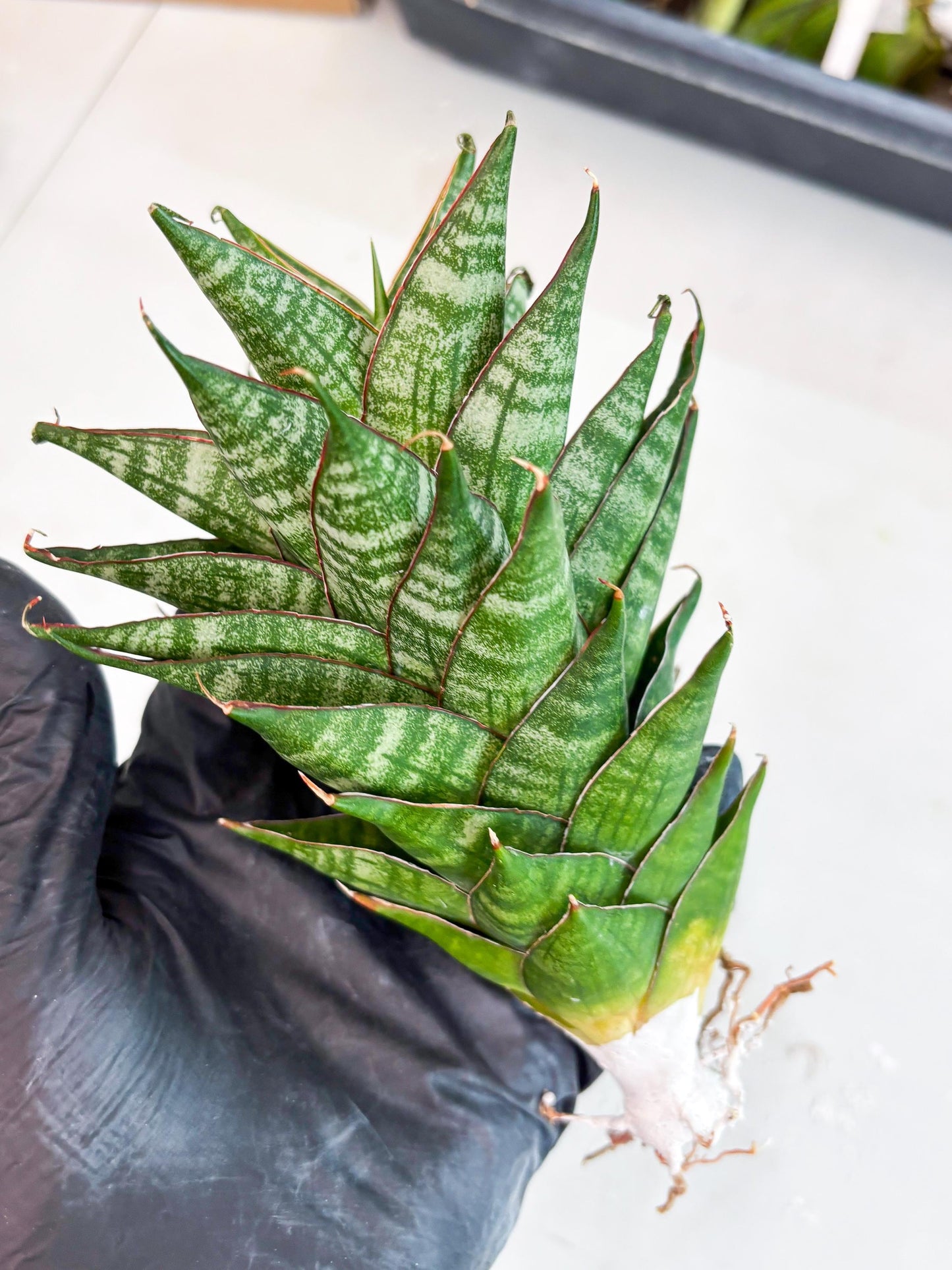 Sansevieria Dragon Scale (su4) (2) | Rare Imported House Plants