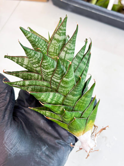 Sansevieria Dragon Scale (su4) (2) | Rare Imported House Plants