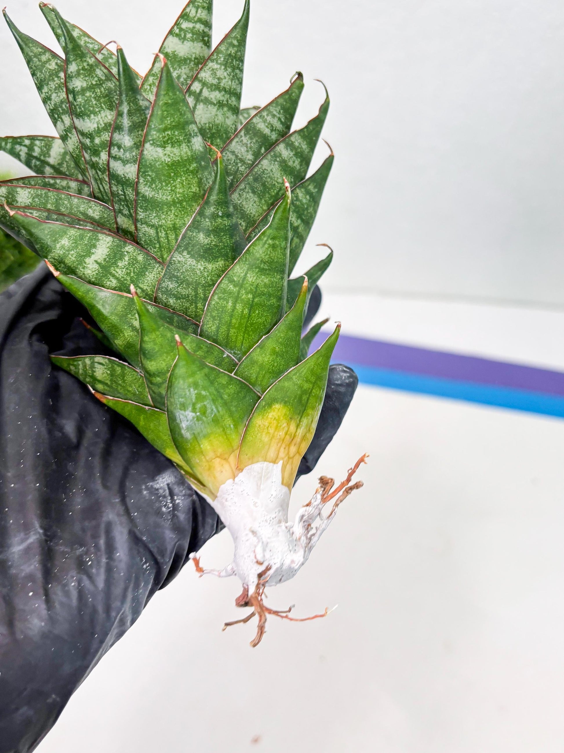 Sansevieria Dragon Scale (su4) (2) | Rare Imported House Plants