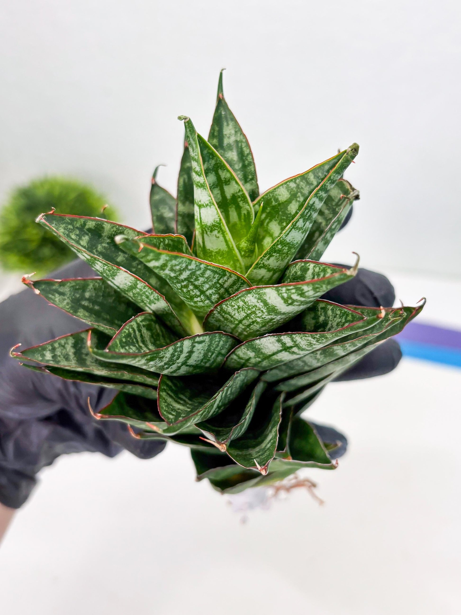 Sansevieria Dragon Scale (su4) (2) | Rare Imported House Plants