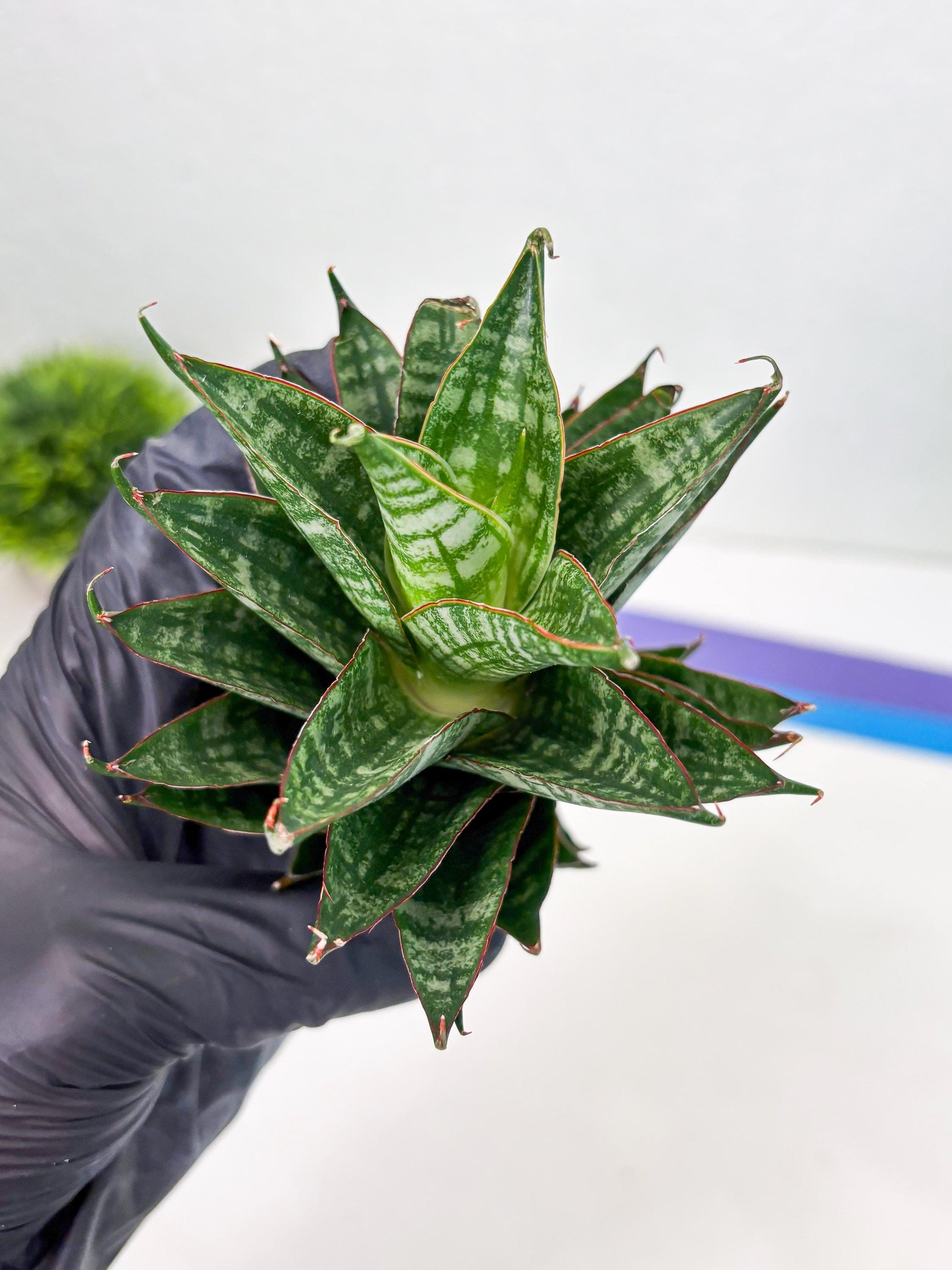 Sansevieria Dragon Scale (su4) (2) | Rare Imported House Plants