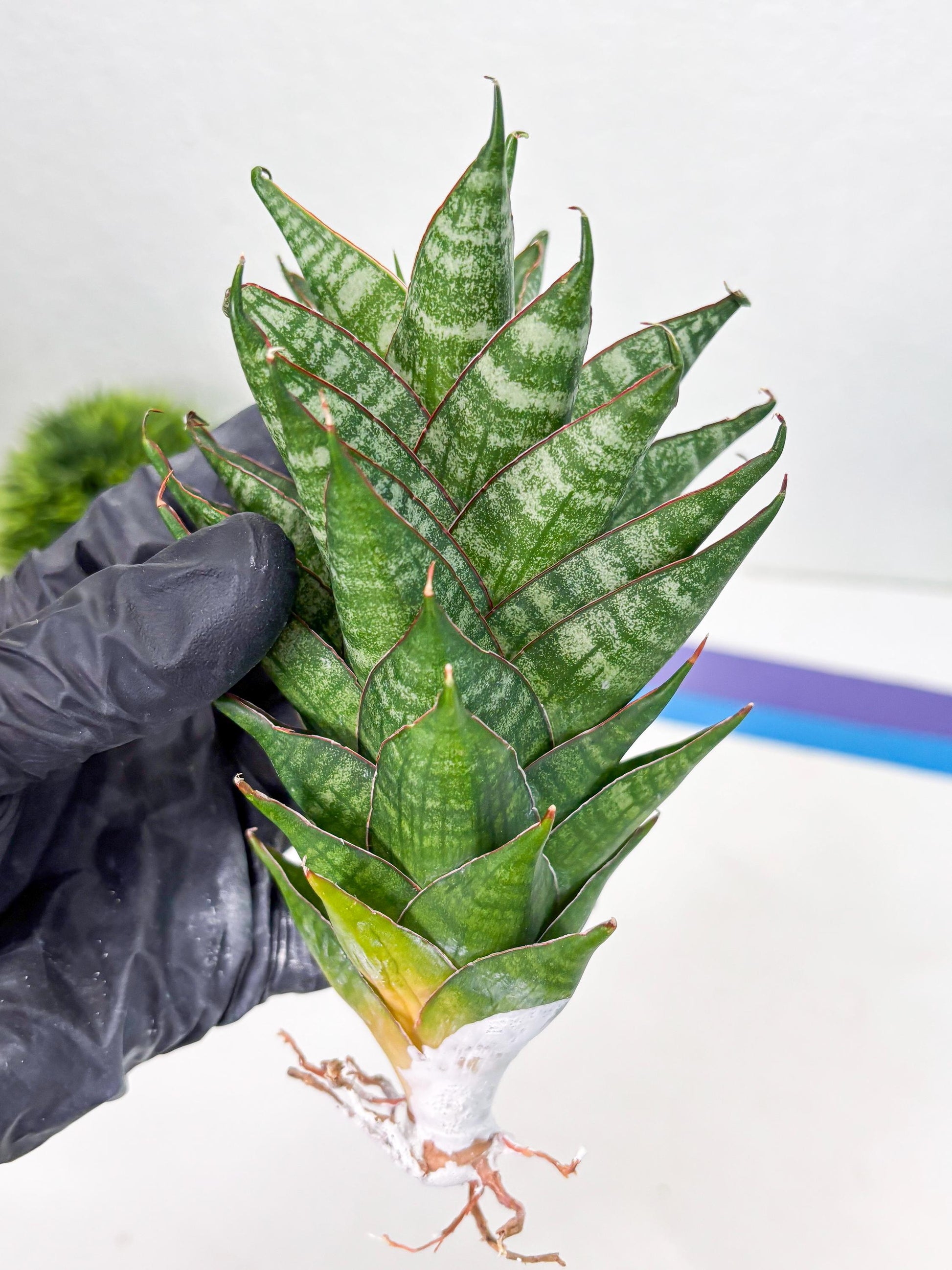 Sansevieria Dragon Scale (su4) (2) | Rare Imported House Plants