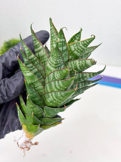 Sansevieria Dragon Scale (su4) (2) | Rare Imported House Plants