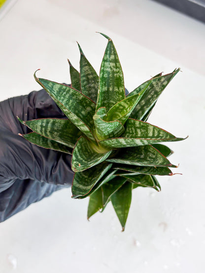 Sansevieria Dragon Scale (su4) (6) | Rare Imported House Plants