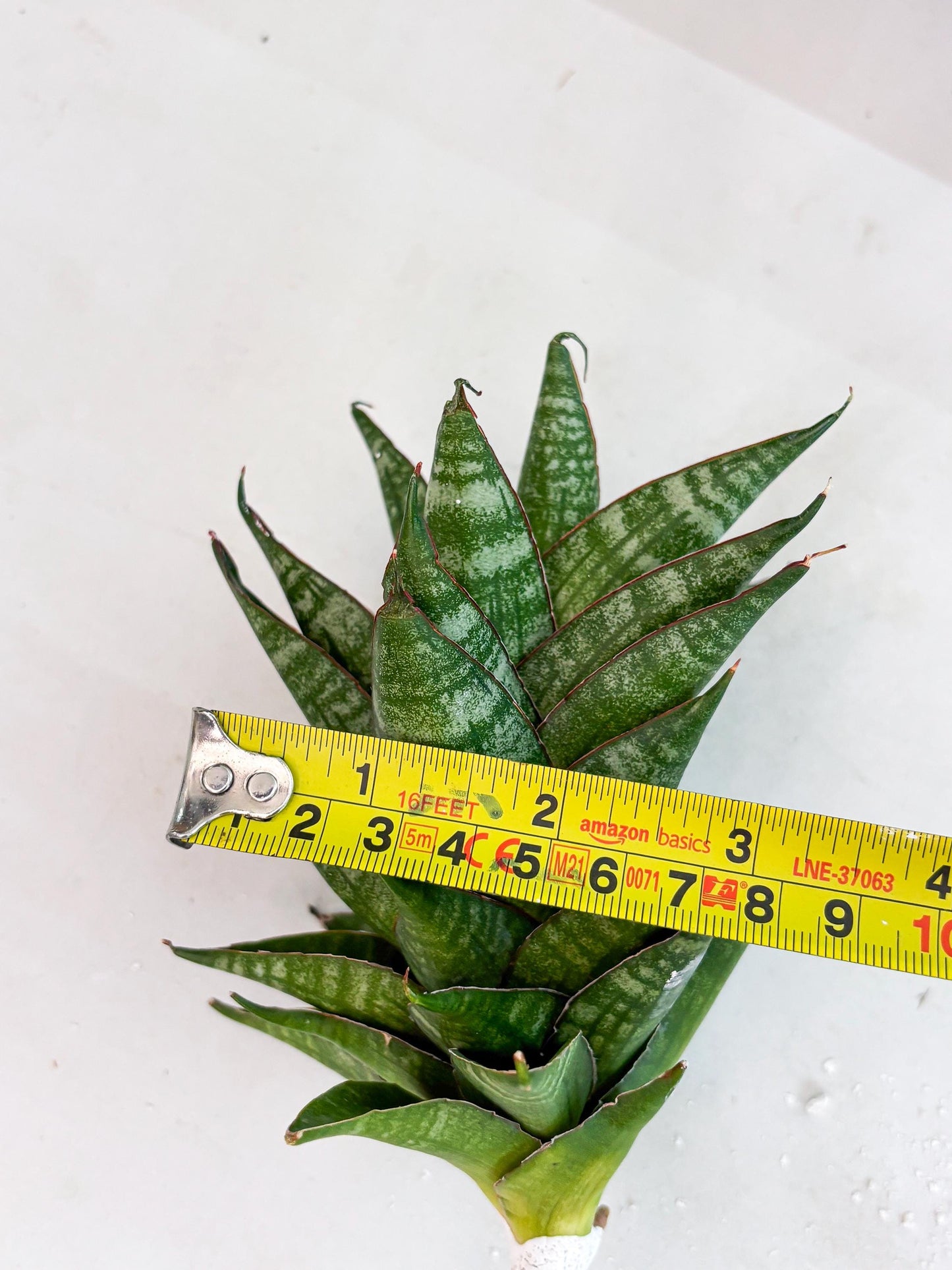 Sansevieria Dragon Scale (su4) (6) | Rare Imported House Plants