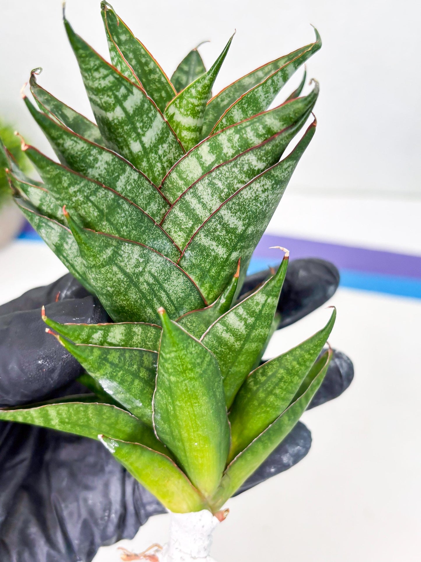 Sansevieria Dragon Scale (su4) (6) | Rare Imported House Plants