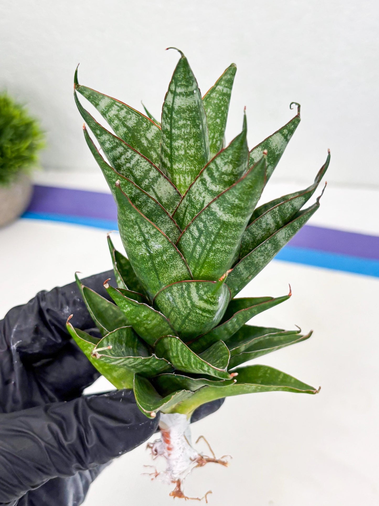 Sansevieria Dragon Scale (su4) (6) | Rare Imported House Plants