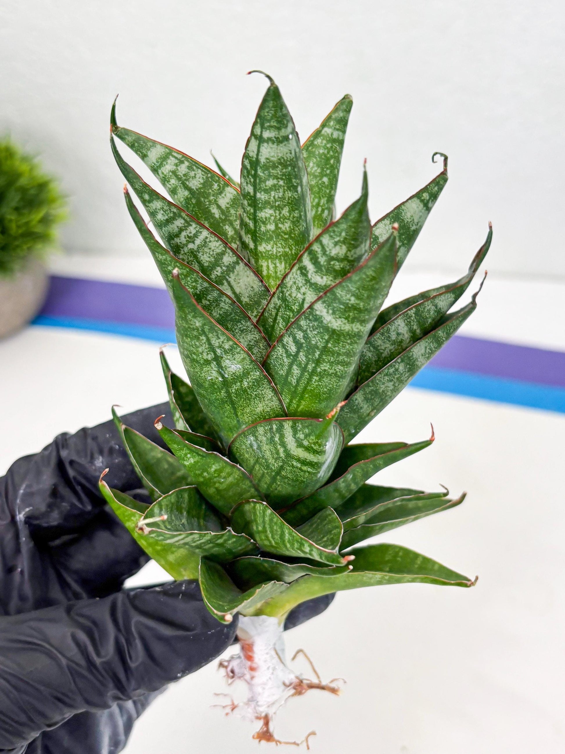 Sansevieria Dragon Scale (su4) (6) | Rare Imported House Plants