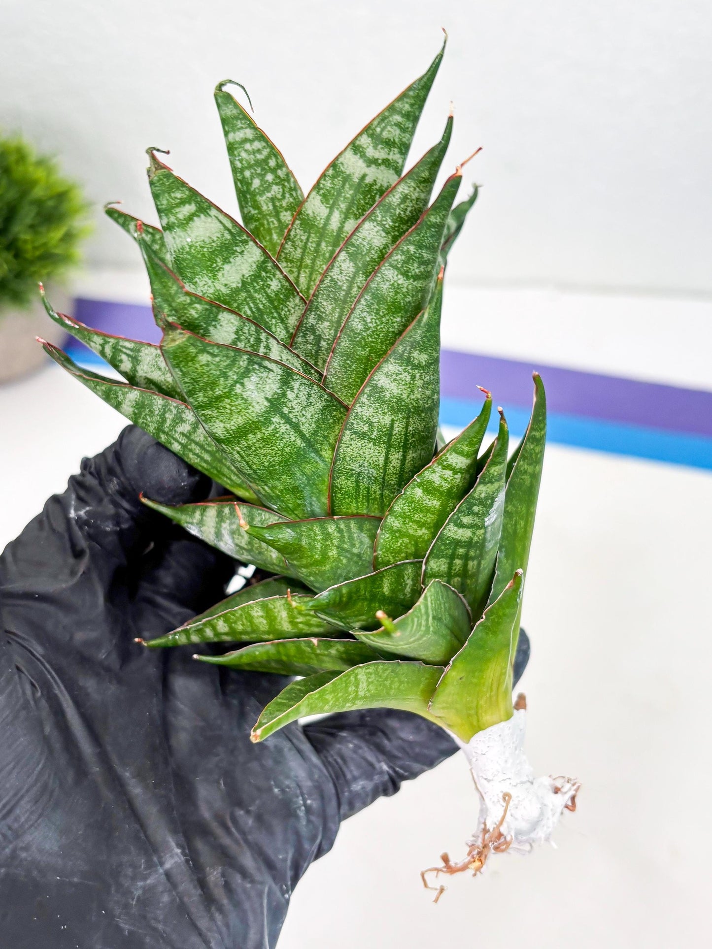 Sansevieria Dragon Scale (su4) (6) | Rare Imported House Plants