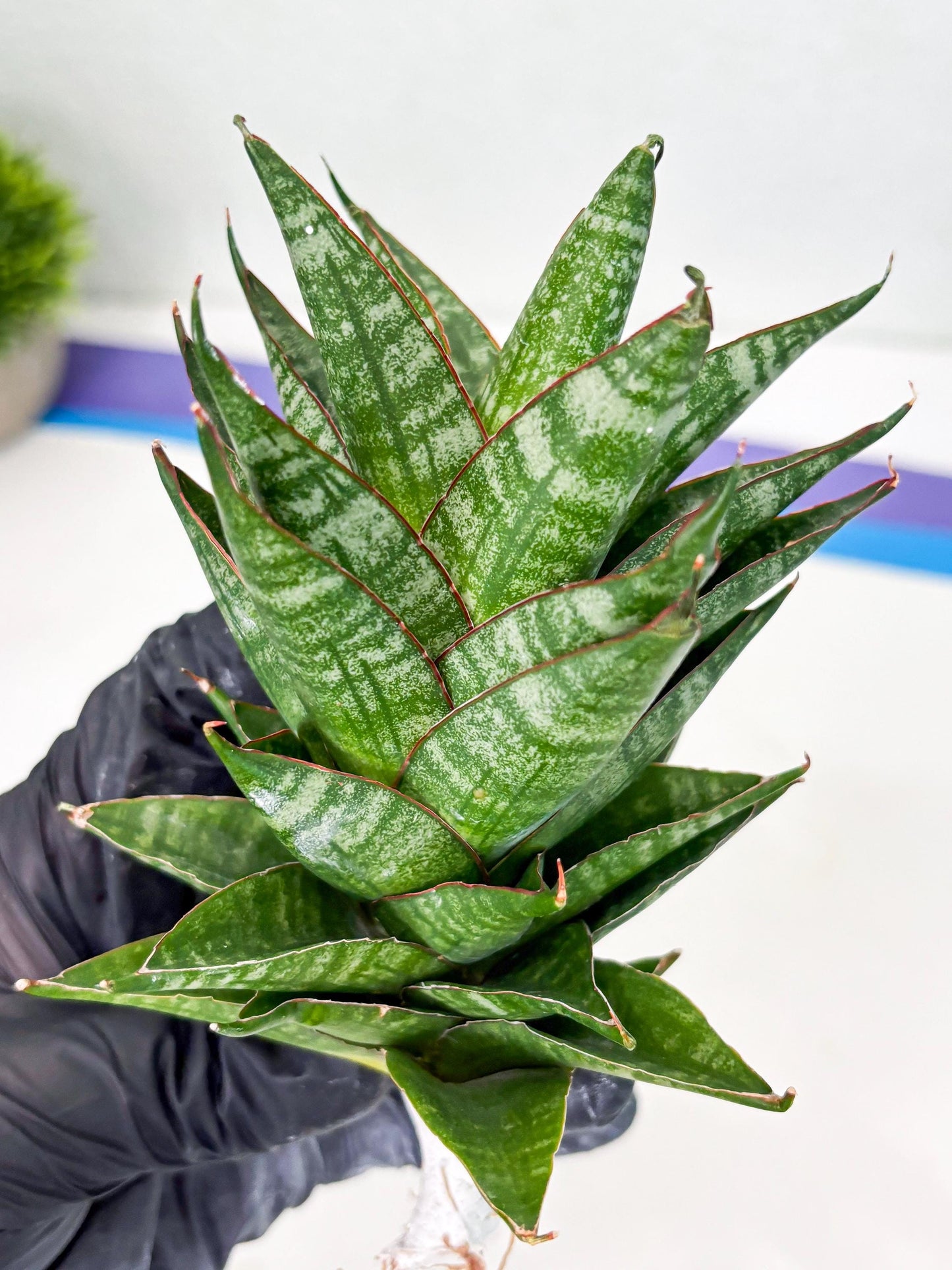 Sansevieria Dragon Scale (su4) (6) | Rare Imported House Plants