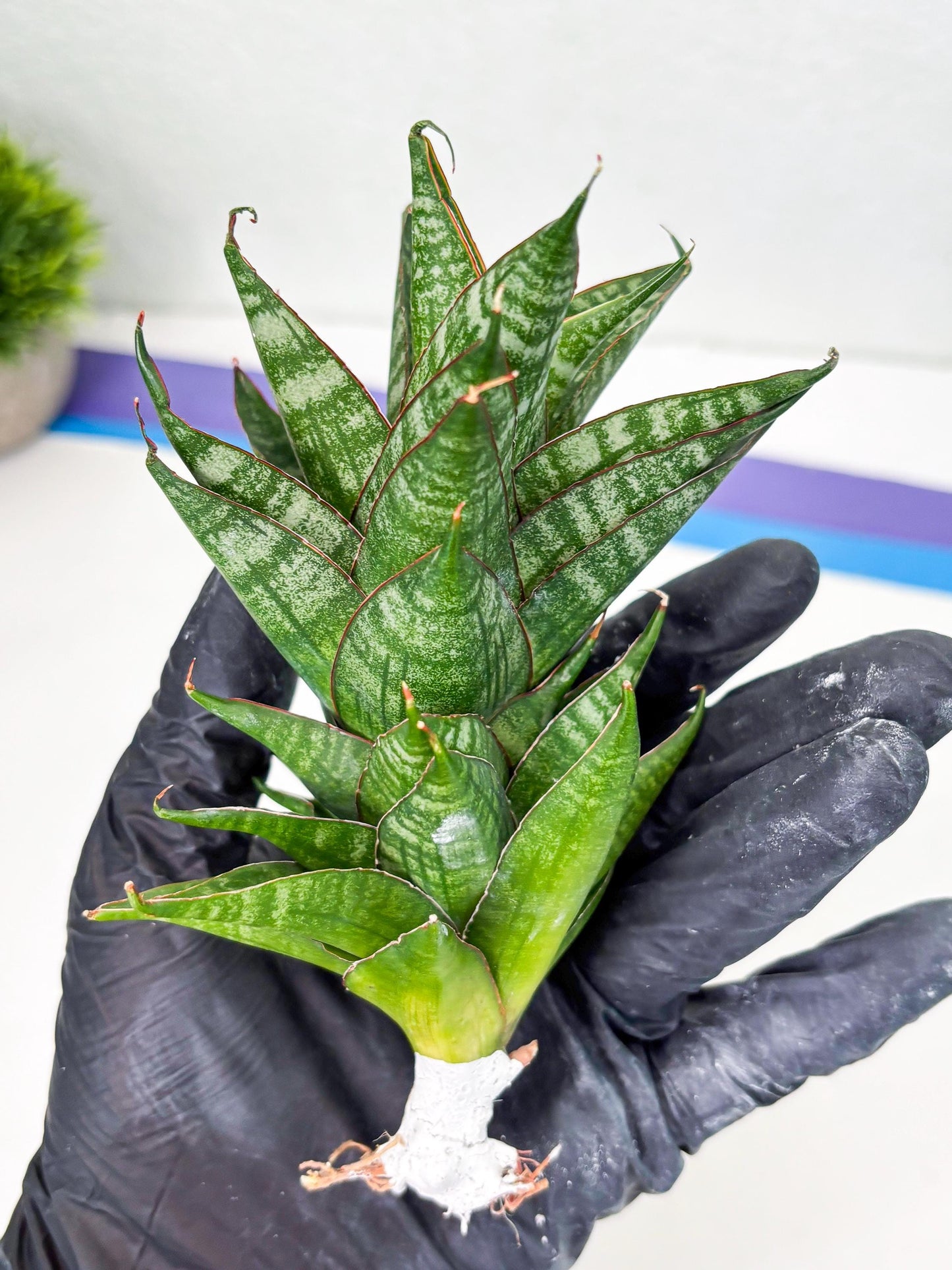 Sansevieria Dragon Scale (su4) (6) | Rare Imported House Plants