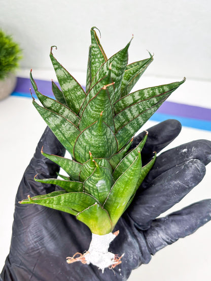Sansevieria Dragon Scale (su4) (6) | Rare Imported House Plants