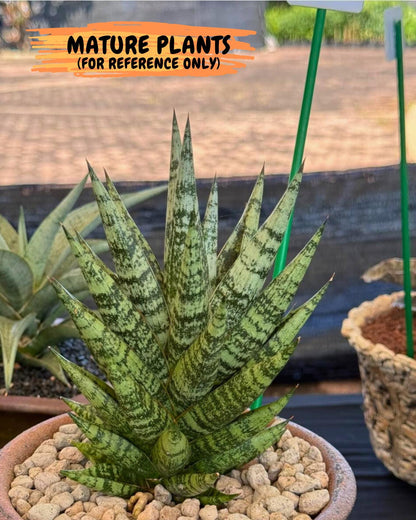 Sansevieria Zebra (ca3) (3) | Imported House Plants