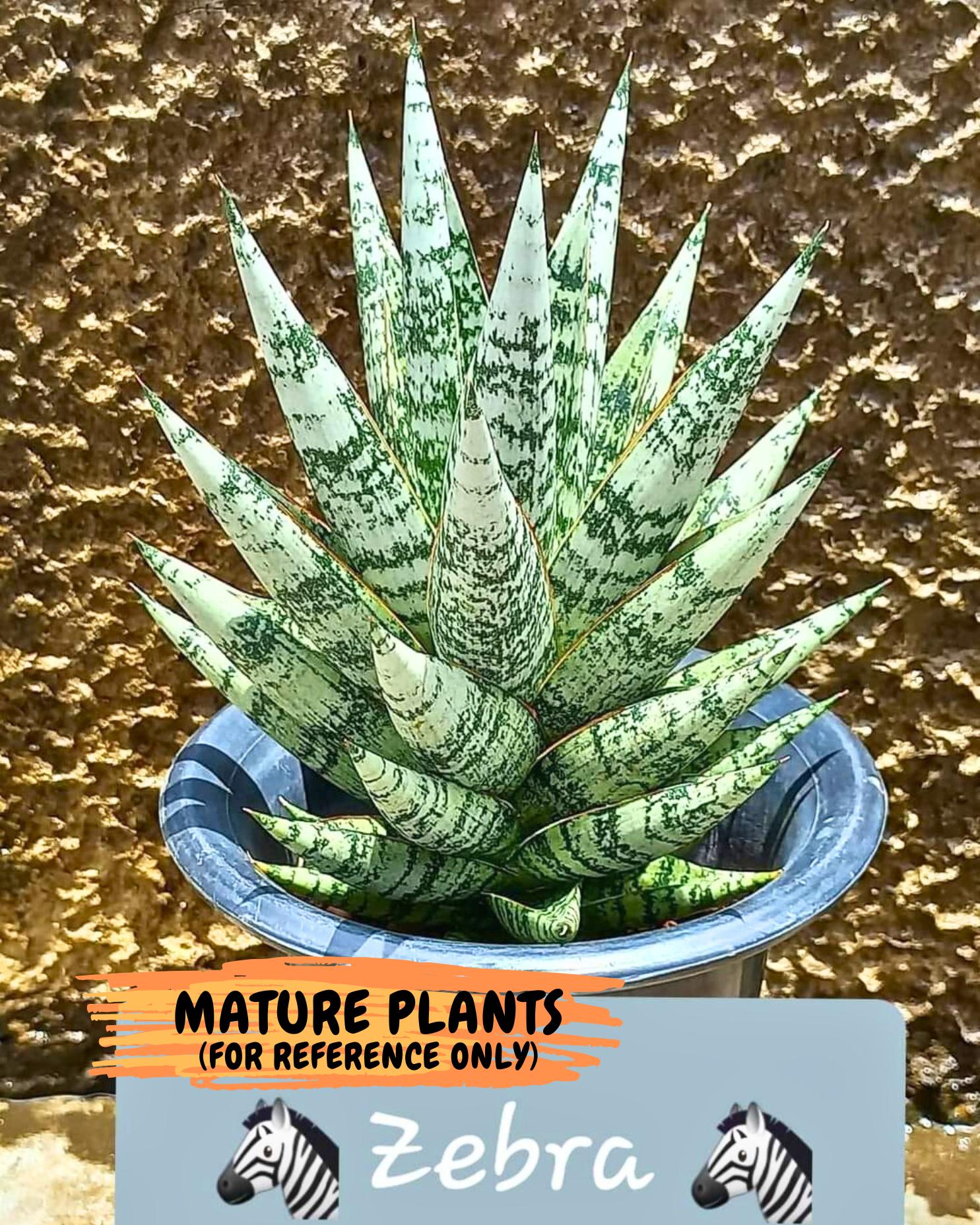 Sansevieria Zebra (ca3) (3) | Imported House Plants