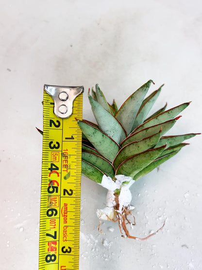 Sansevieria Baby Yoda (su4) (9) | Dwarf Hybrids