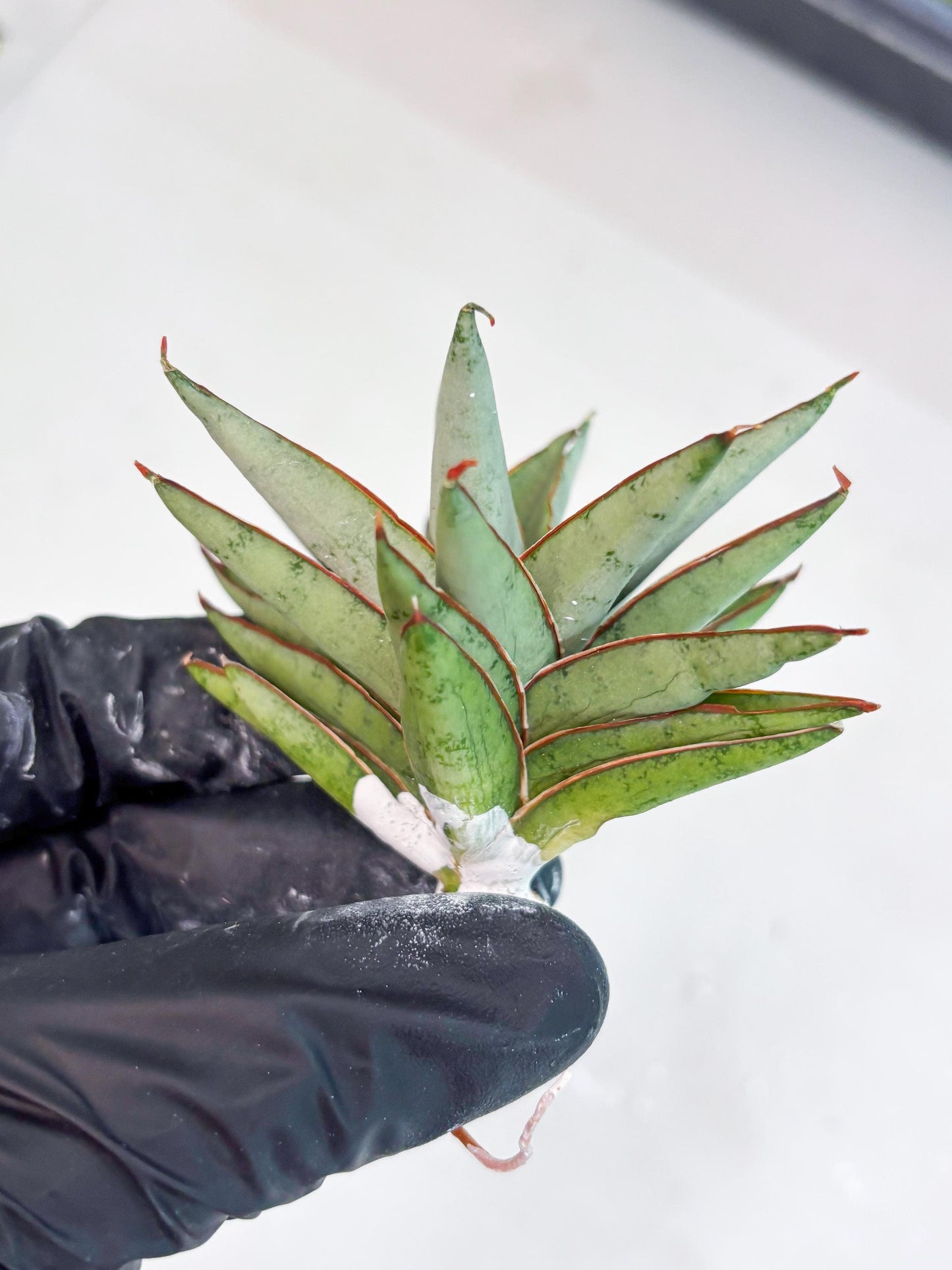 Sansevieria Baby Yoda (su4) (9) | Dwarf Hybrids