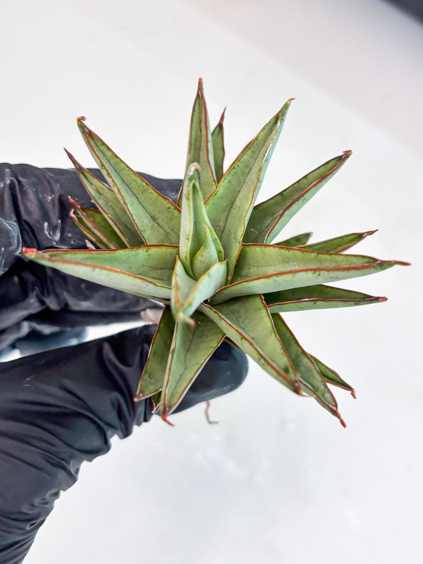 Sansevieria Baby Yoda (su4) (9) | Dwarf Hybrids