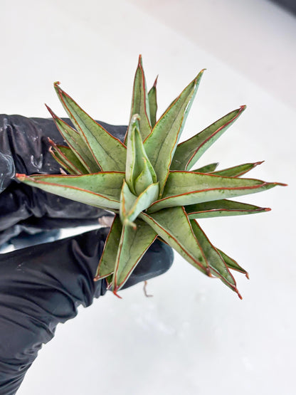 Sansevieria Baby Yoda (su4) (9) | Dwarf Hybrids