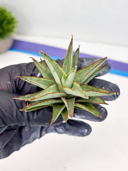 Sansevieria Baby Yoda (su4) (9) | Dwarf Hybrids